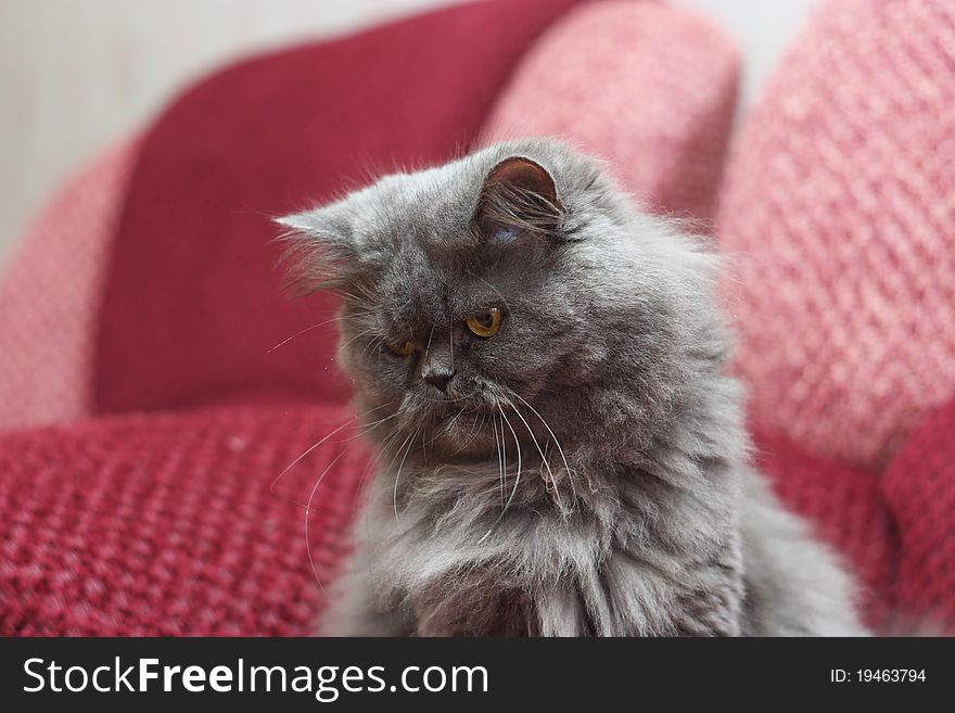 Photo of the Persian cat on white background