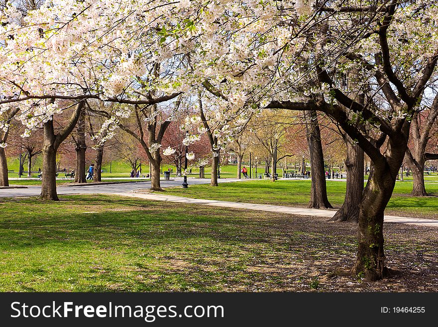 View of the Boston Public Garden in Massachusetts, USA in the Spring Season.