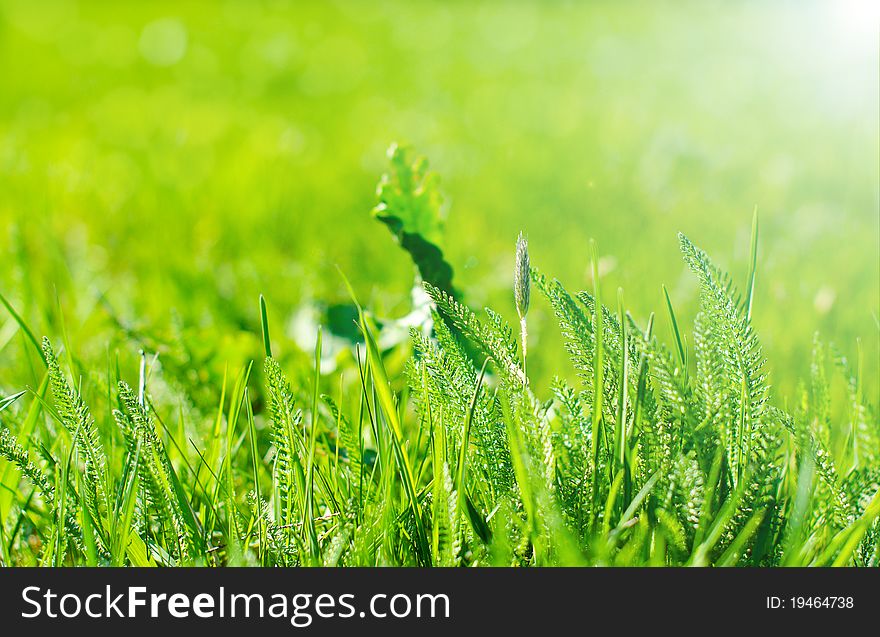Green spring grass background with bokeh. Green spring grass background with bokeh