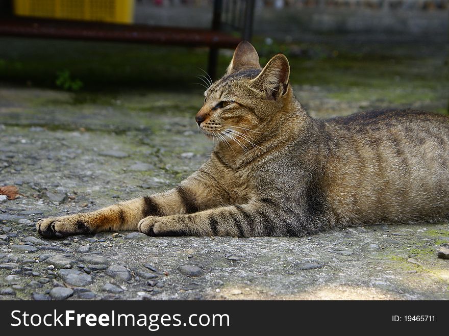 A sitting cat that stares ahead