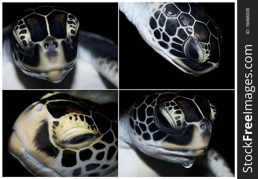 Four view on head of Sea turtle up on top from water. Four view on head of Sea turtle up on top from water