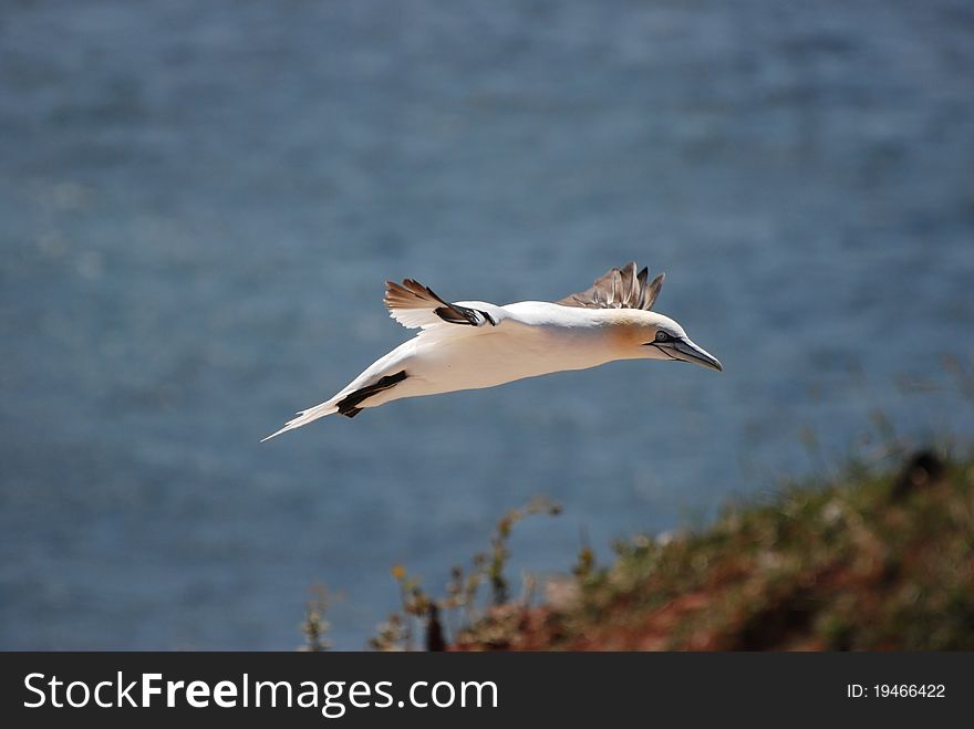 Northern gannet off Helgolands coast