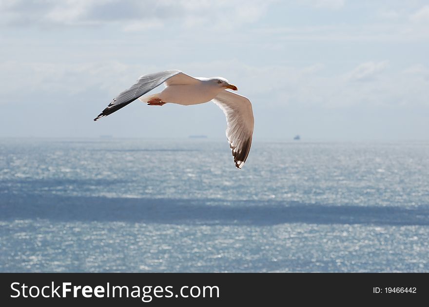 A german seagull on Helgoland