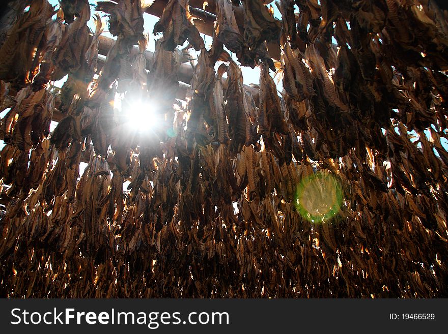 Dried cod stockfish cod-fish Iceland