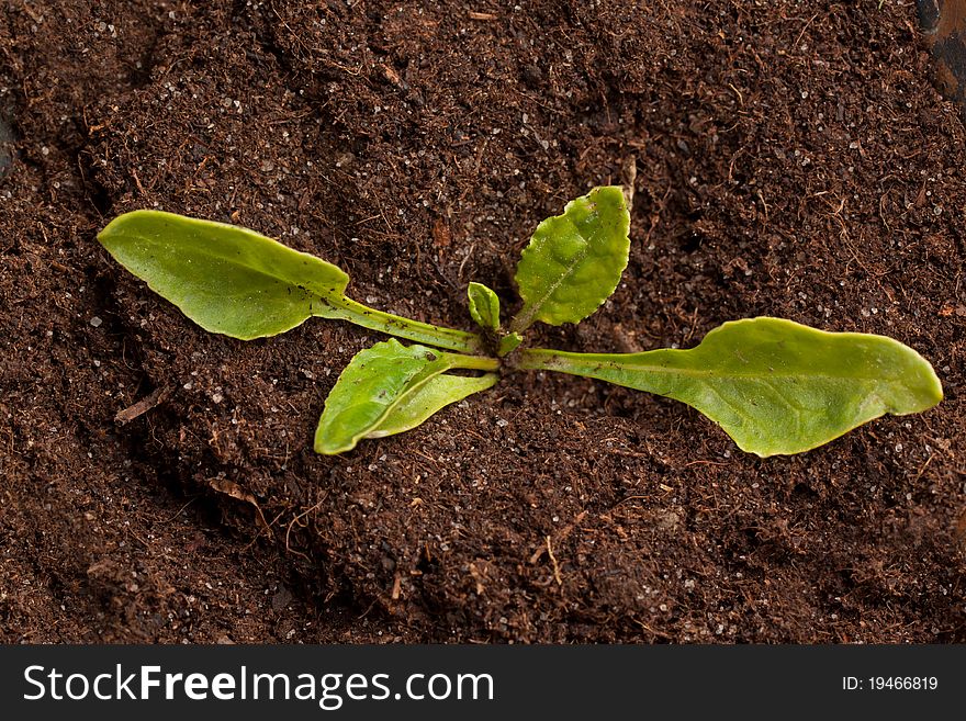 Young seedling growing in a soil. Young seedling growing in a soil