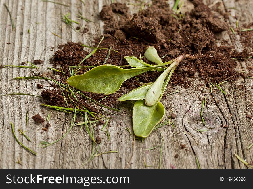 Young seedling growing in a soil on old wooden table. Young seedling growing in a soil on old wooden table