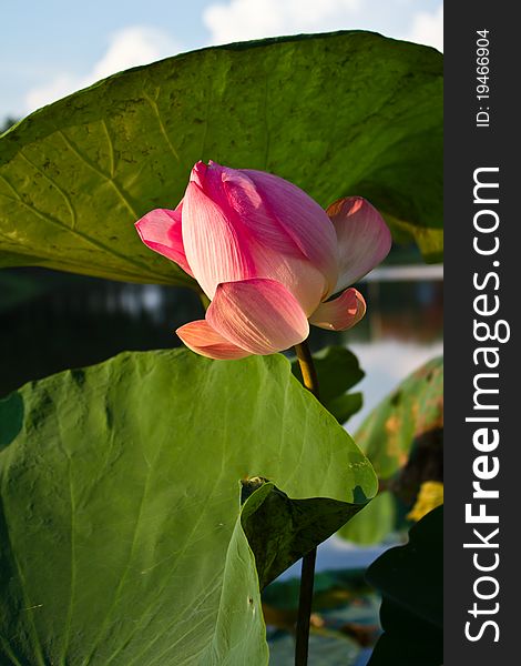 Tropical pink lotus in the pond