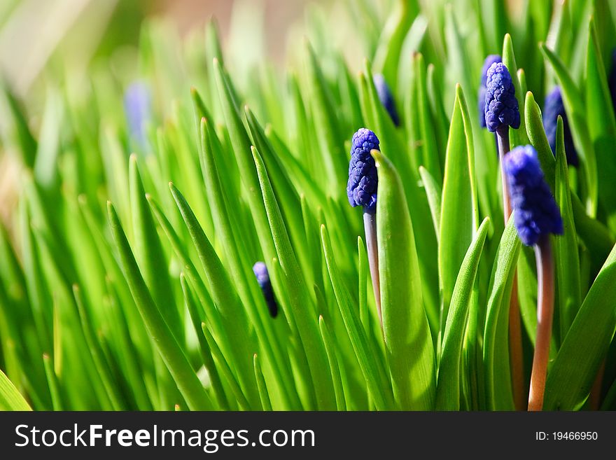 Muscari flowers in lights of the sunshine. Muscari flowers in lights of the sunshine.