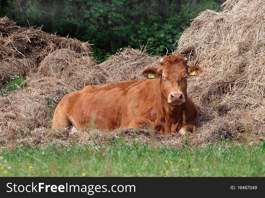 Red Jersey Cow The Netherlands