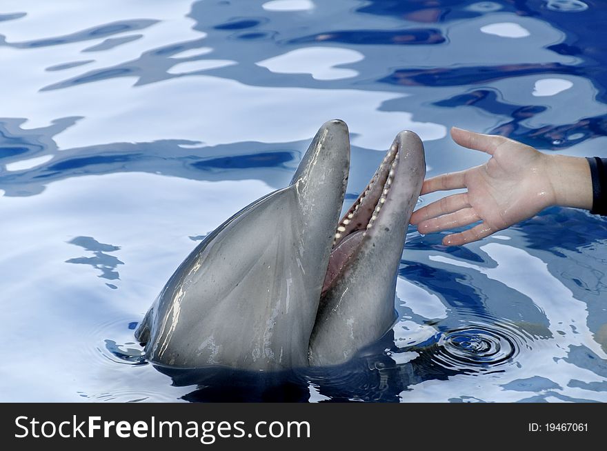 Dolphin And Person S Hand
