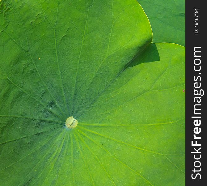 Background of green lotus's leaf
