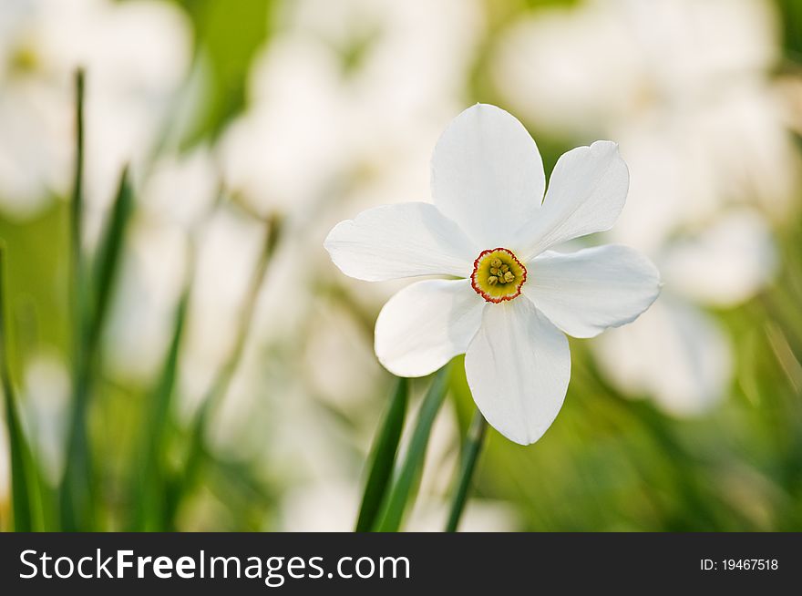 White narcissus flower close up