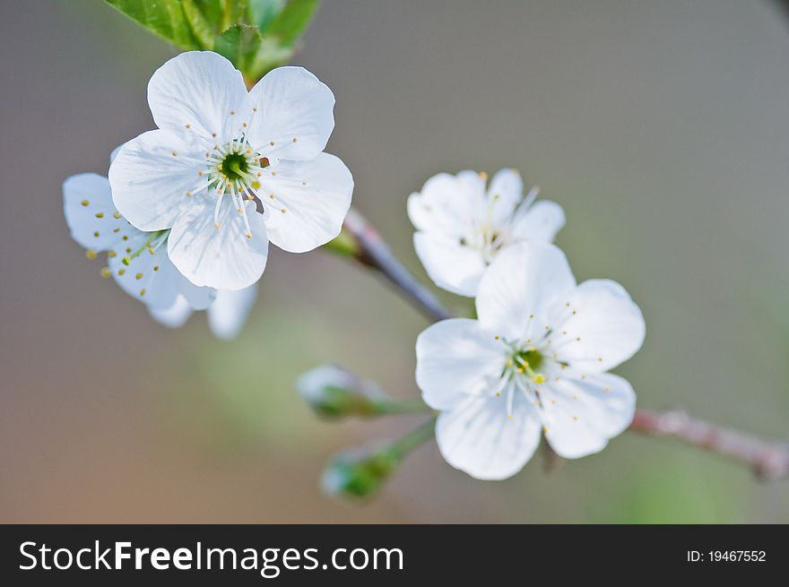 White cherry flowers on spring time