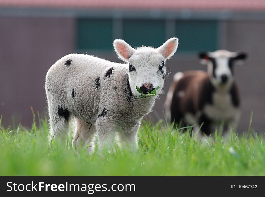 Sheep farm Echten (place) The Netherlands