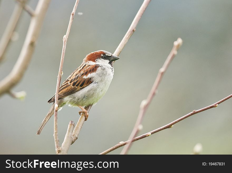 Sparrow on tree close up