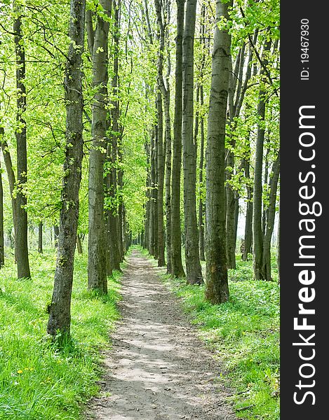 Path in green spring forest