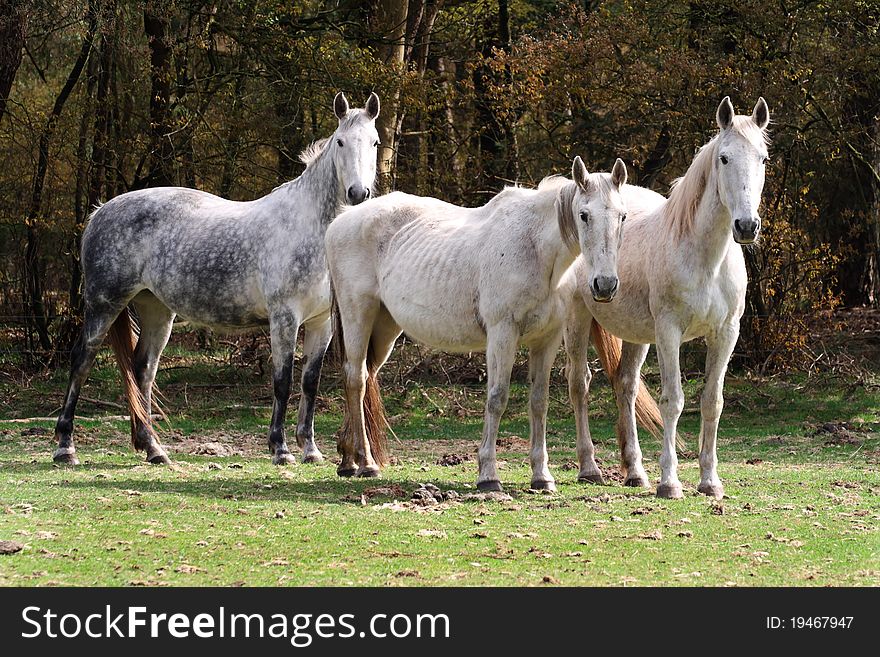 Grey horse Westerveld (place) The Netherlands