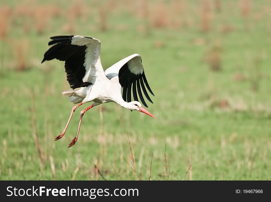 White stork flight from green meadow