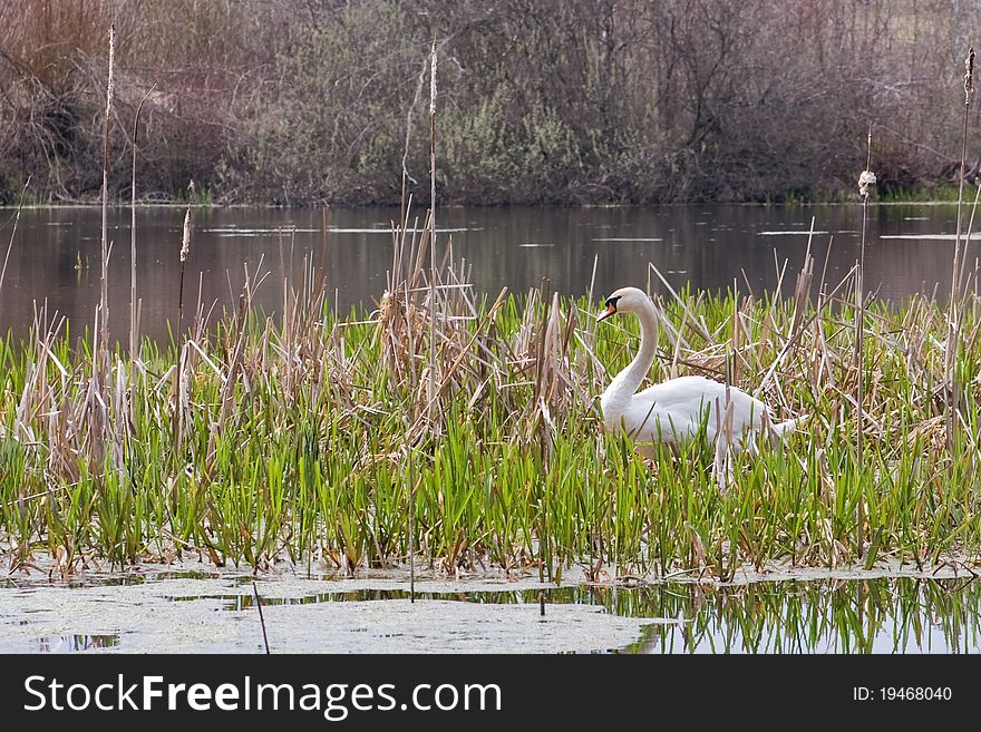 Swan on lake water closeup