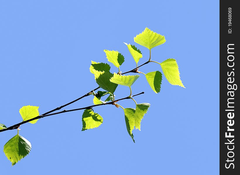 Branches of birch with leaves on a sunny day. Branches of birch with leaves on a sunny day