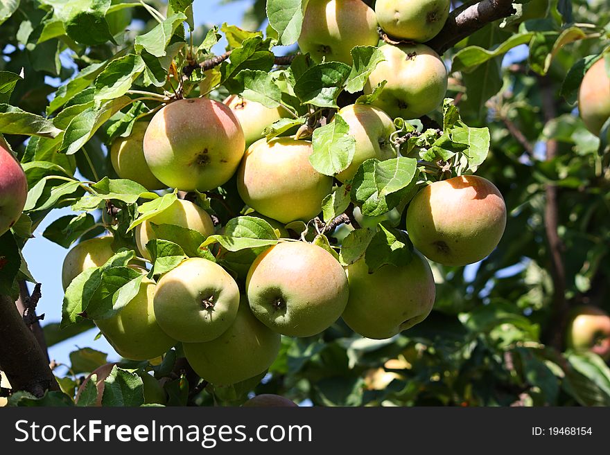 Apples On A Branch