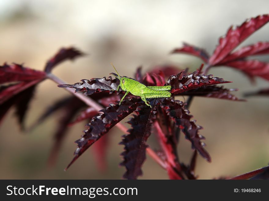Little Grasshopper on an Hibiscus leaf. Little Grasshopper on an Hibiscus leaf.