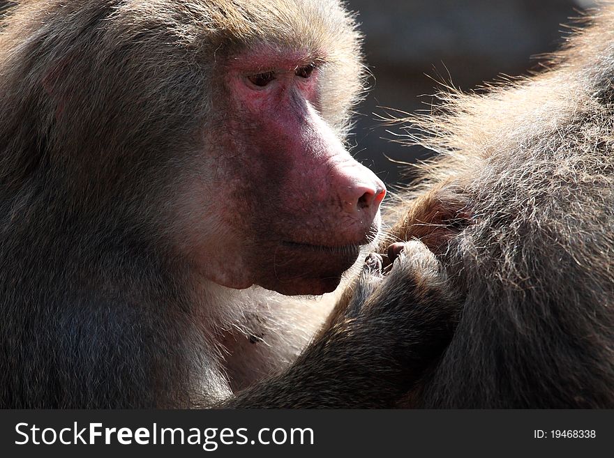 Baboon ape attend to the netherlands