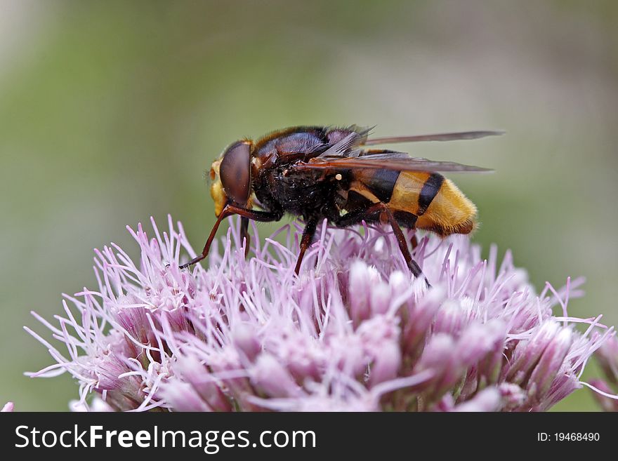 Horned mimic hoverfly (Volucella zonaria) on Hemp-agrimony (Eupatorium cannabinum) in Germany, Europe