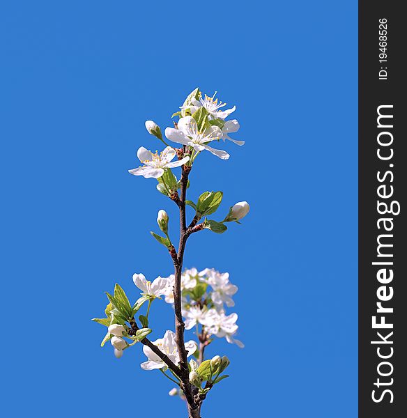 Branch of a blooming fruit tree with white flowers on a blue sky background