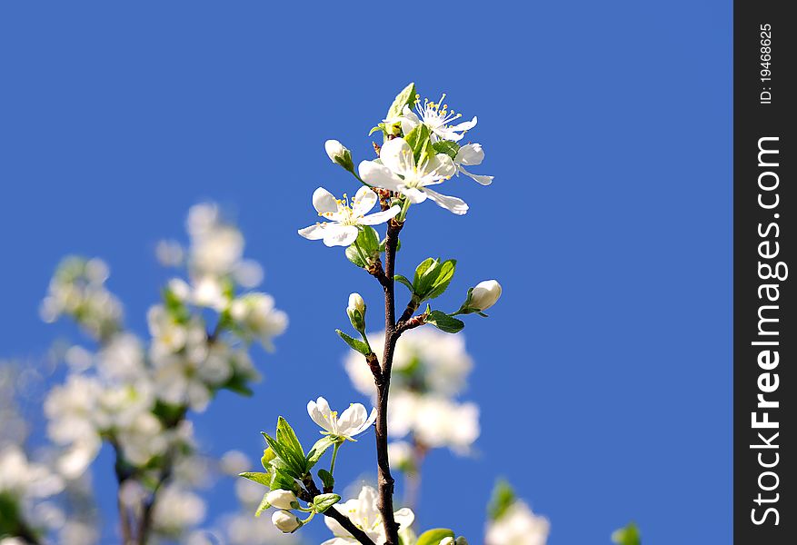 Branch of a blooming fruit tree with white flowers on a blue sky background