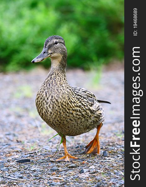 Female mallard duck (Anas platyrhynchos)