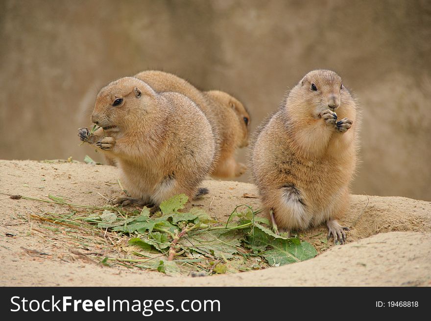 Prairie dogs at the Zoo