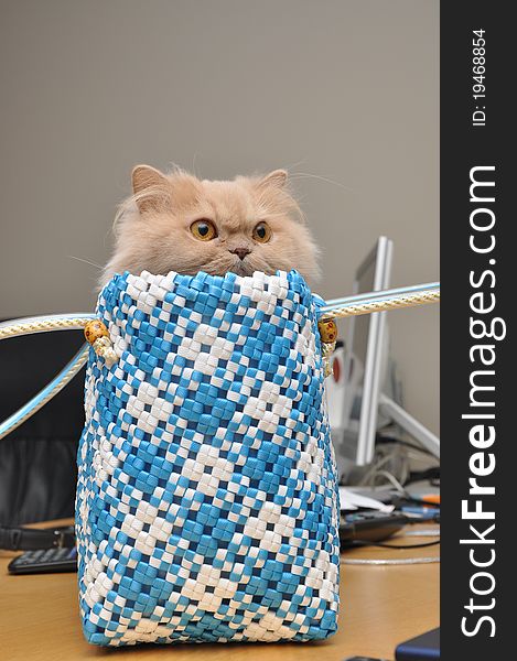 Persian cat hides into the bag