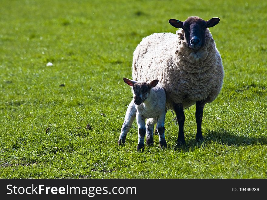 Black head ewe and lamb in field. Black head ewe and lamb in field