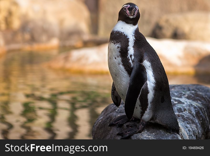 Humboldt penguin in captivity, standing next to a pond