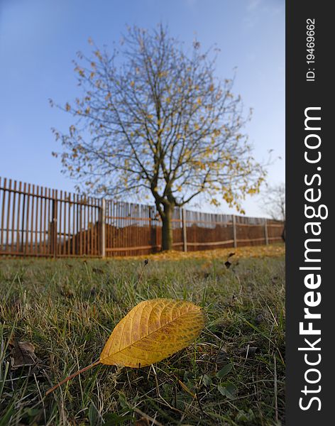 Detail of yellow leaf on grass with tree and fence in background. Detail of yellow leaf on grass with tree and fence in background