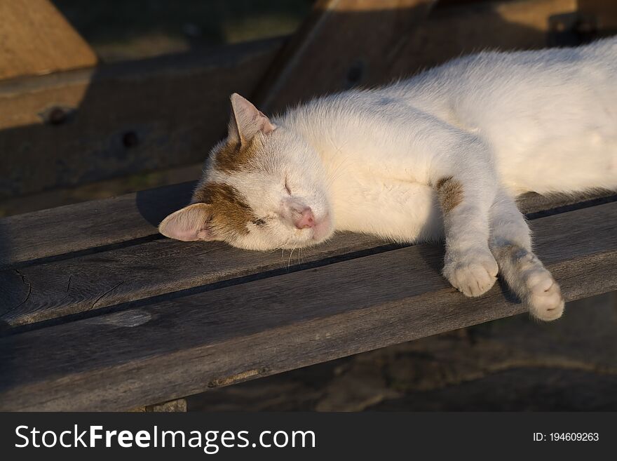 White and yellow cat is sleeping under sunset lights on a wooden bench