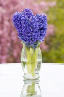 Hyacinths In A Vase With Spring Background Stock Image Hyacinths In A Vase With Spring Background Stock Image