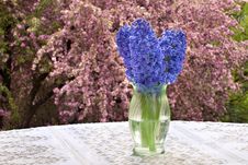 Purple Hyacinths, Lace Tablecloth And Blossoms Royalty Free Stock Image Purple Hyacinths, Lace Tablecloth And Blossoms Royalty Free Stock Image