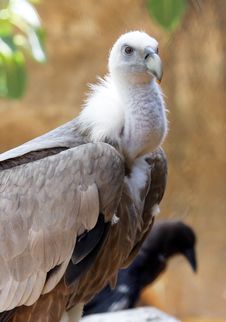 Griffon Vulture Stock Photos Griffon Vulture Stock Photos