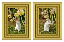 Pet Rat And Flowers Stock Images