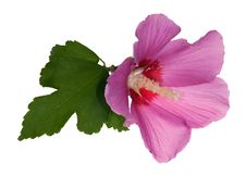 Pink Flower With Green Leaf On White Royalty Free Stock Photo Pink Flower With Green Leaf On White Royalty Free Stock Photo