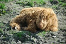 Scottish Highland Calf Stock Images Scottish Highland Calf Stock Images