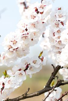 Cherry Flower Stock Image Cherry Flower Stock Image