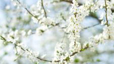 Cherry Flower Royalty Free Stock Photos Cherry Flower Royalty Free Stock Photos