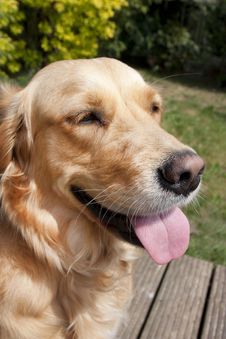 Close Up Of A Golden Retreiver Dogs Face Stock Photography