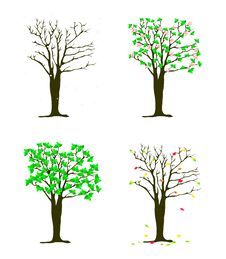 Four Seasons Tree Royalty Free Stock Photos Four Seasons Tree Royalty Free Stock Photos