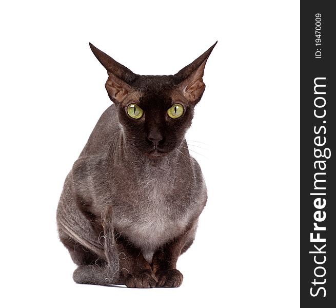 Black bald cat Sphinx