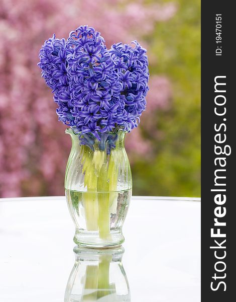 Hyacinths In A Vase With Spring Background
