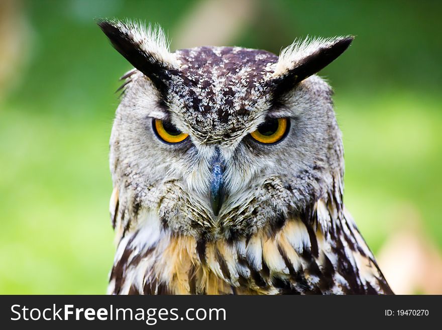An eagle owl with yellow - orange eyes. An eagle owl with yellow - orange eyes.